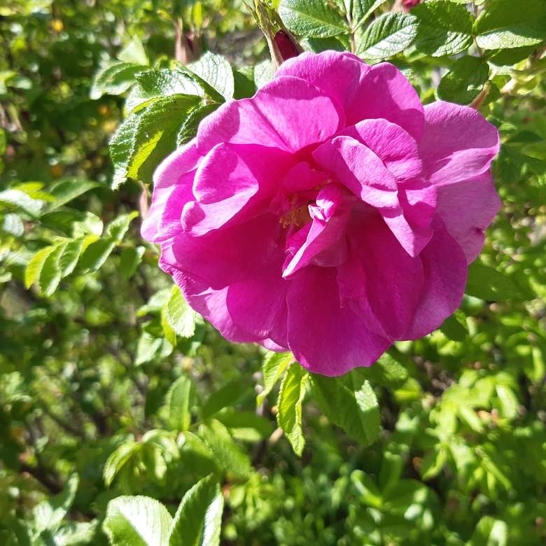 роза на розовом кусте пазл онлайн