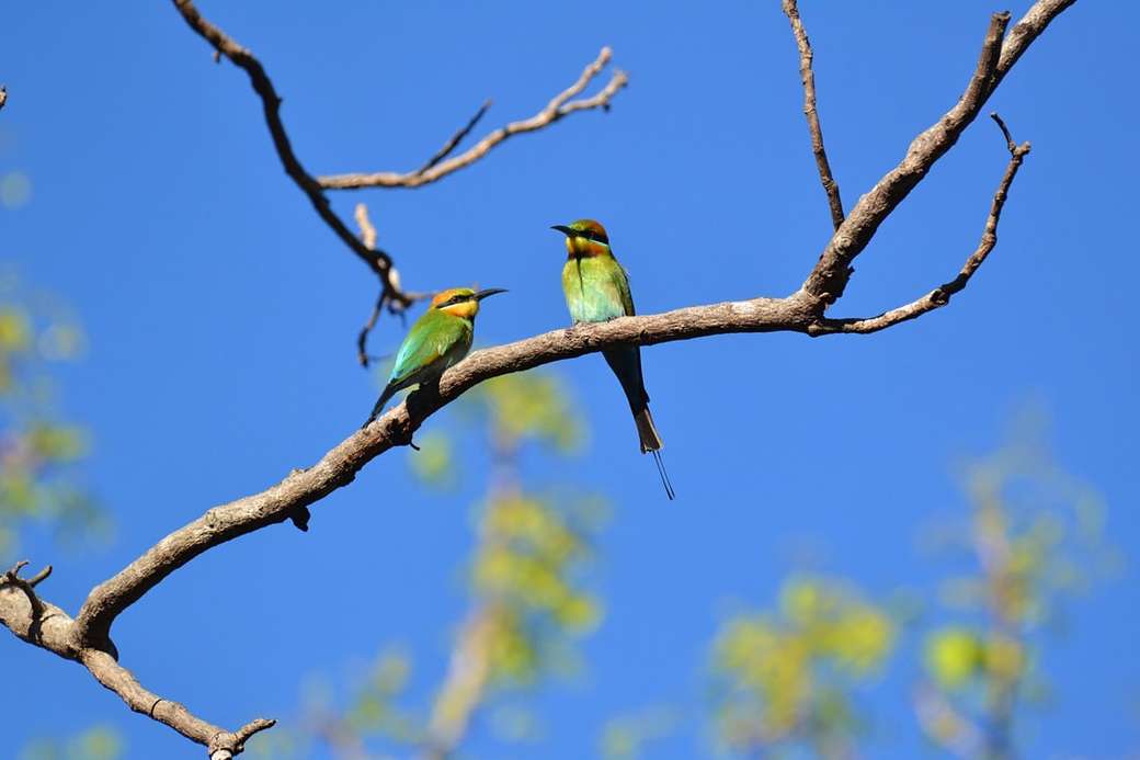 deux oiseaux perchés sur une branche puzzle en ligne