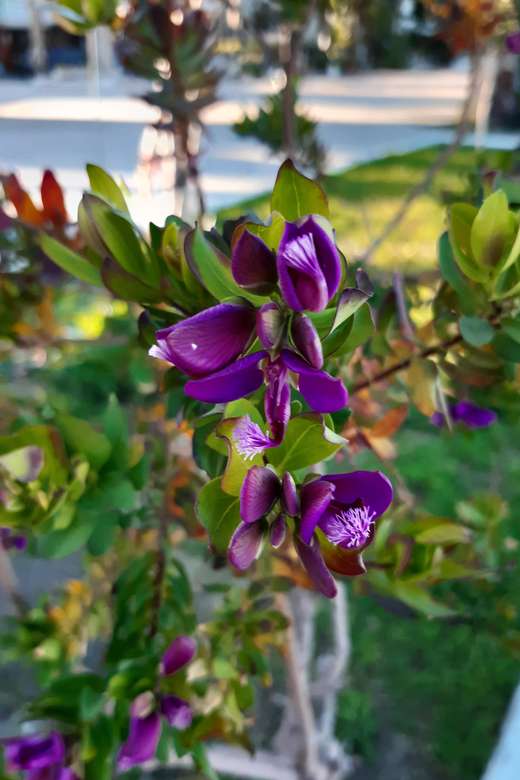 flori violet umbrit puzzle online