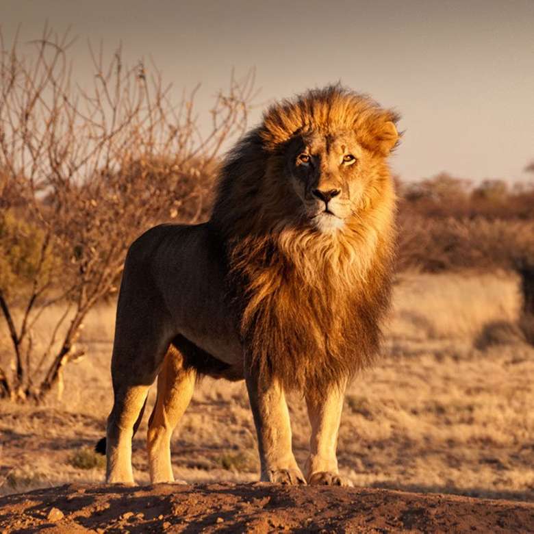 Εξοπλίστε το λιοντάρι παζλ online
