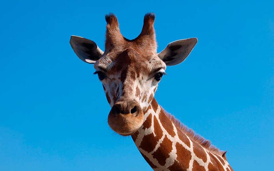 Beväpna giraffen !! Pussel online
