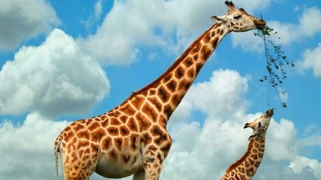 Вооружите жирафа пазл онлайн