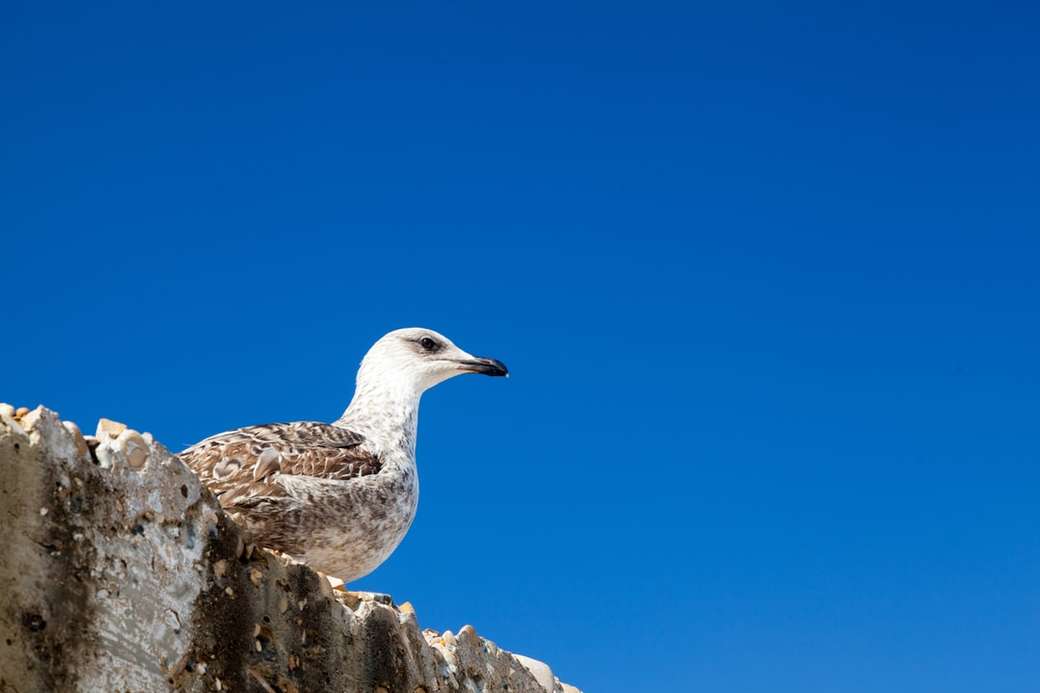 pasăre albă și cenușie pe roca maro jigsaw puzzle online