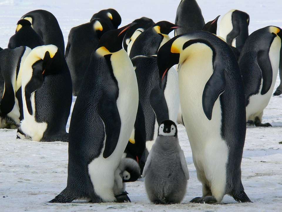 Пінгвіни онлайн пазл