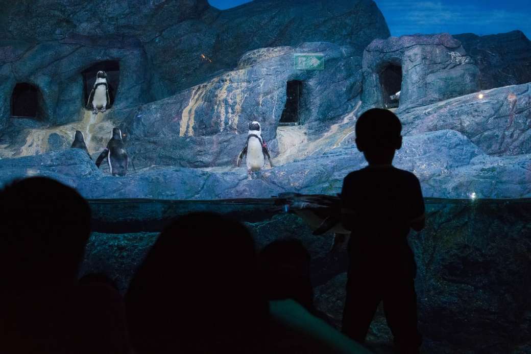 силуетна фотографія дитини, яка спостерігає за пінгвінами онлайн пазл