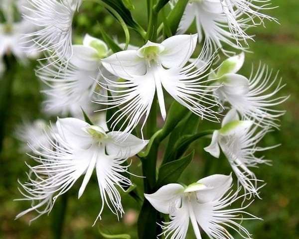 mark orkidé pussel på nätet