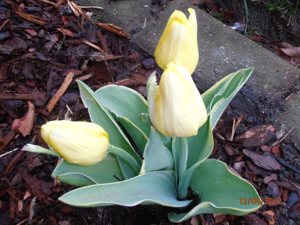 velmi brzy tulipány online puzzle