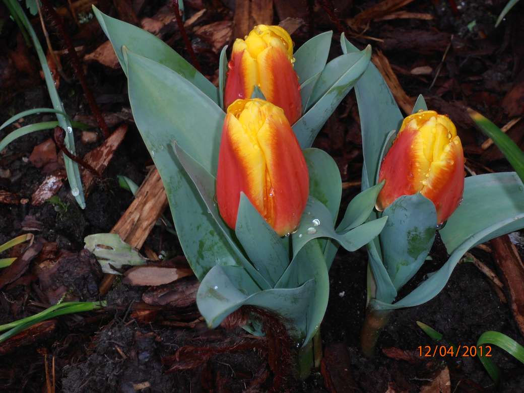 časné čajové tulipány online puzzle