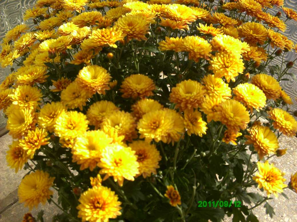 podzimní květiny skládačky online
