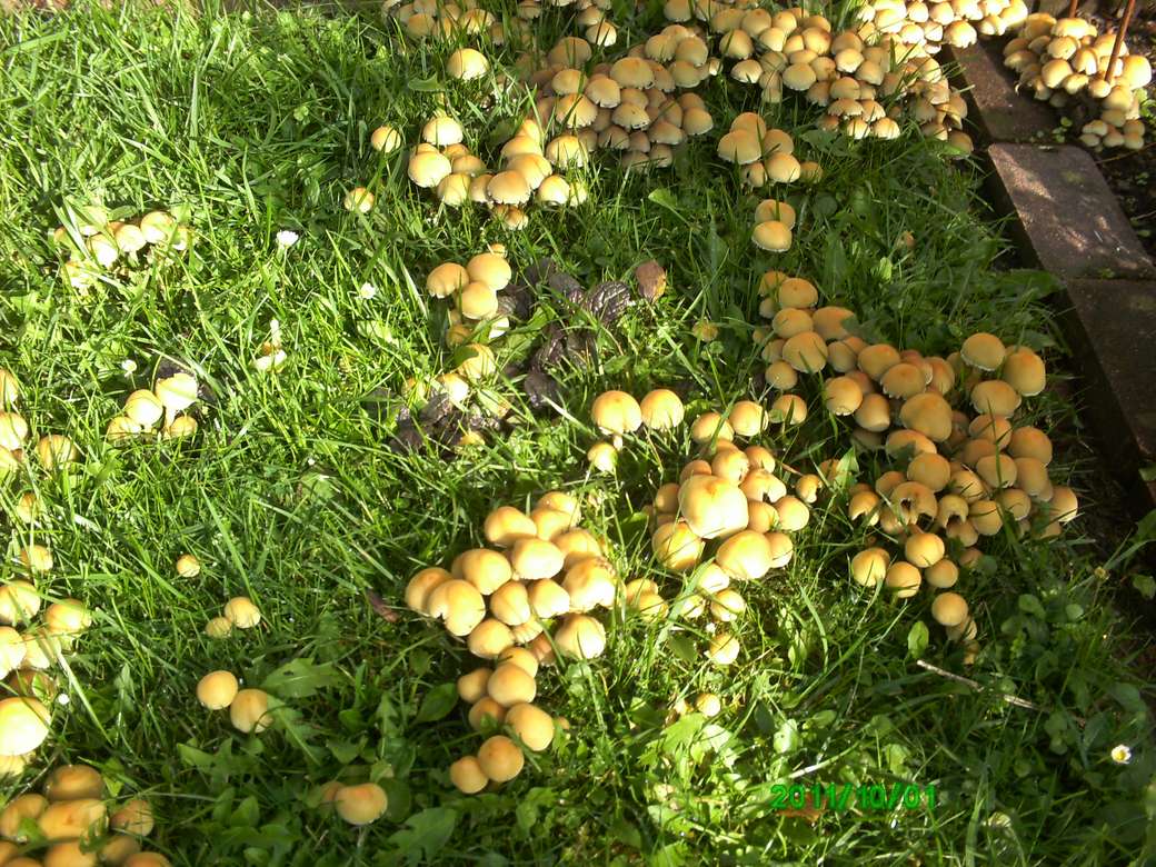 funghi dopo la pioggia puzzle online