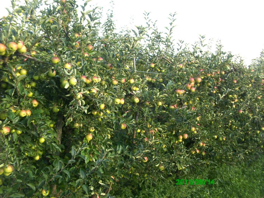 узряване на ябълки онлайн пъзел