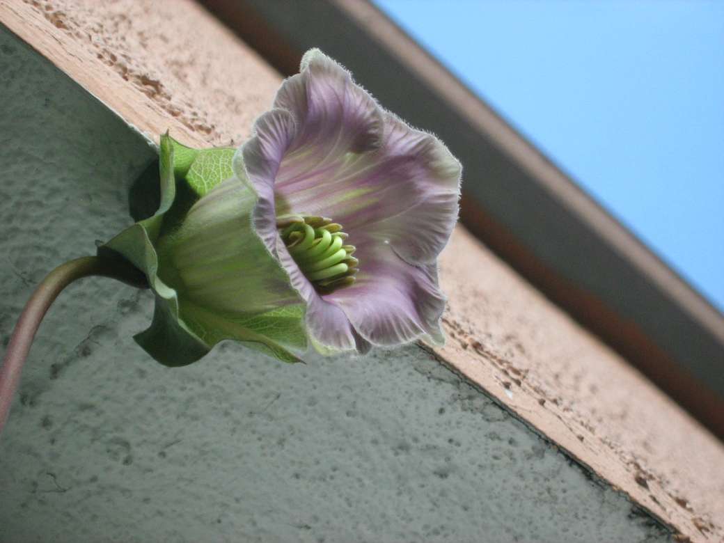 floare pe balcon puzzle online