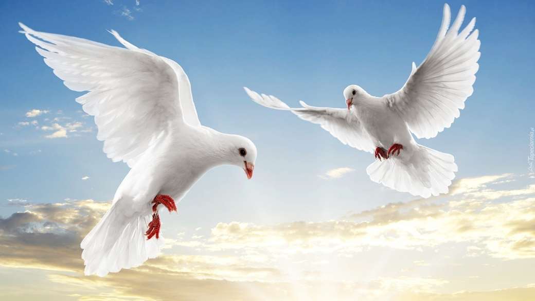 TWO WHITE PIGEONS jigsaw puzzle online