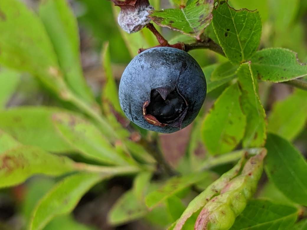 μπλε φρούτα σε πράσινο φύλλο παζλ online