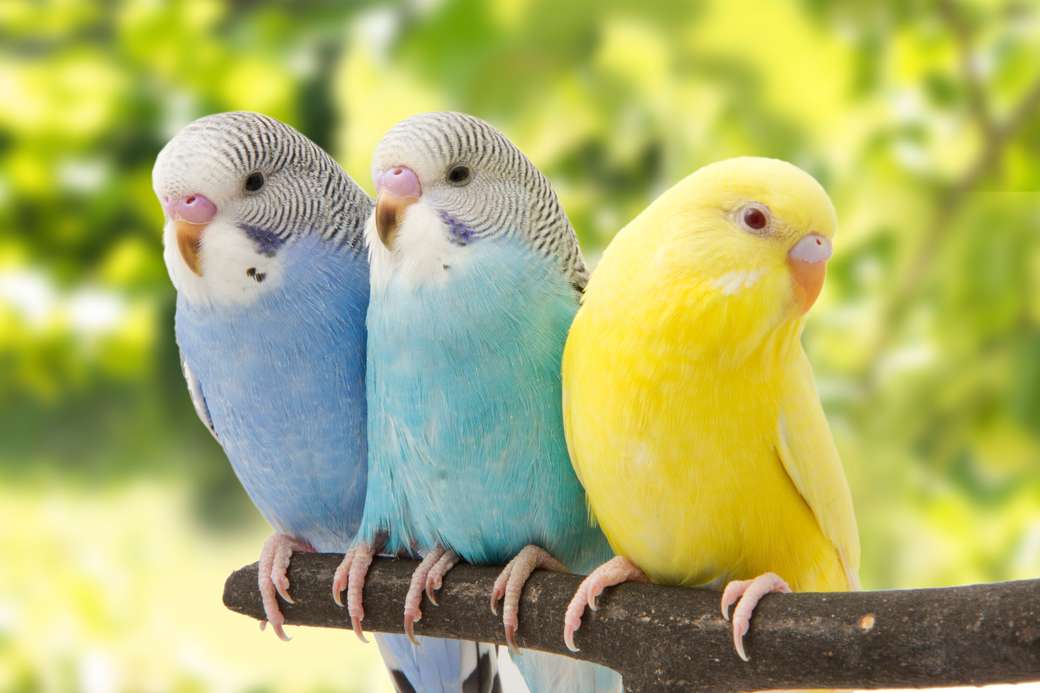 Пташки онлайн пазл