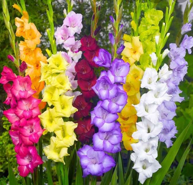 gladiole puzzle online