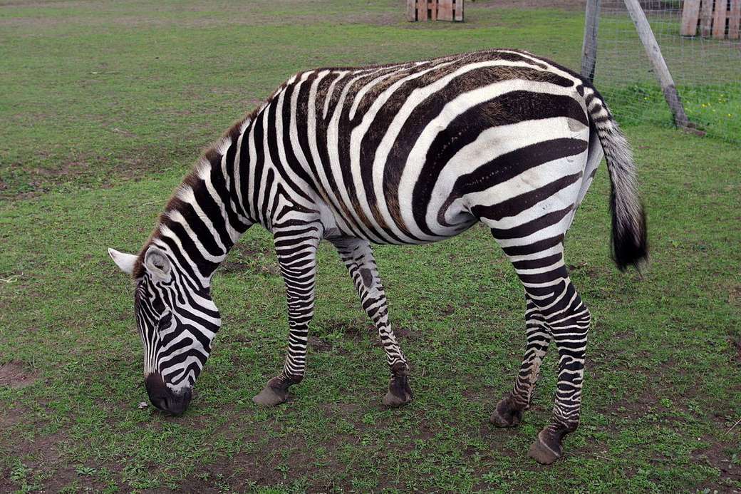 zebra.... skládačky online