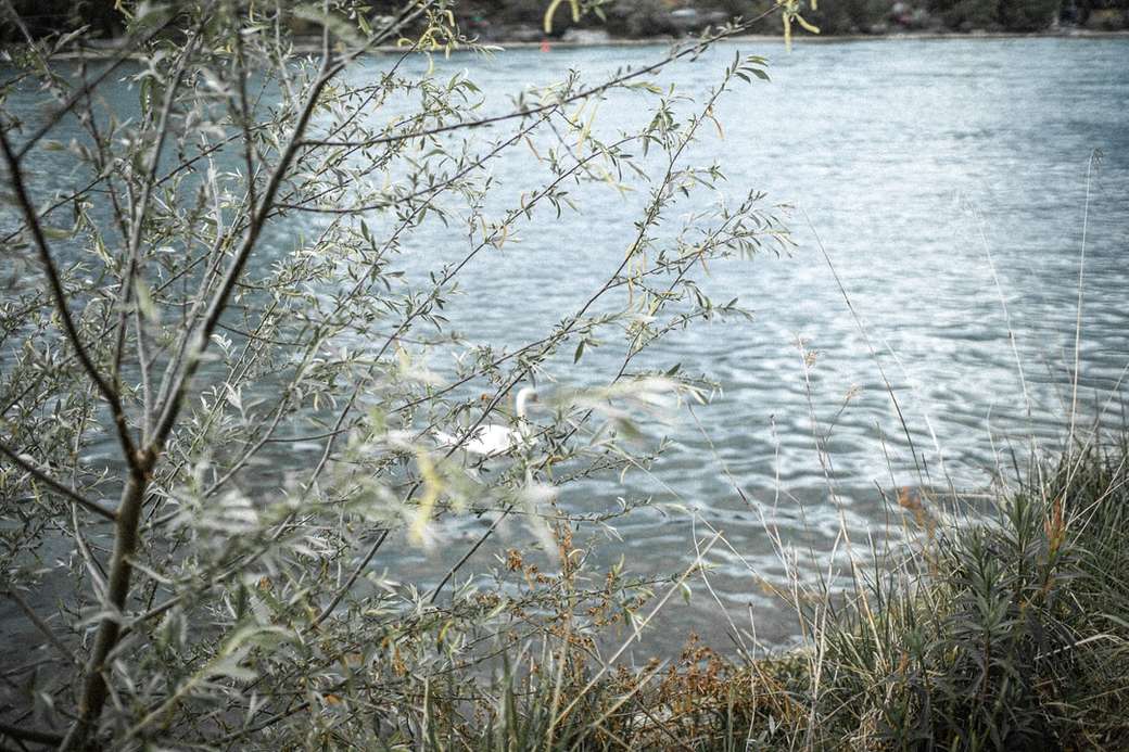 Der Rheinfluss und ein Schwan Puzzlespiel online