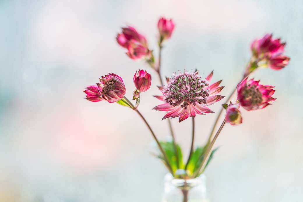 розови цветя в прозрачна стъклена ваза онлайн пъзел