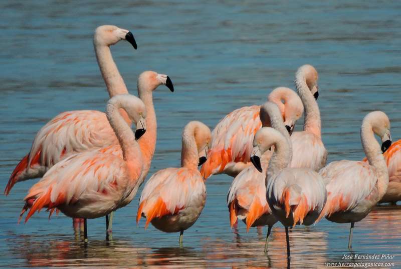 Perito Moreno Glacier Flamingo pussel på nätet