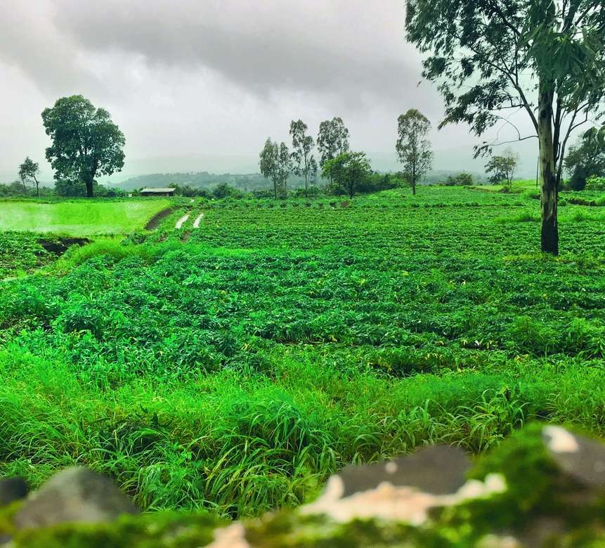 поле от зелена трева под облачно небе през деня онлайн пъзел