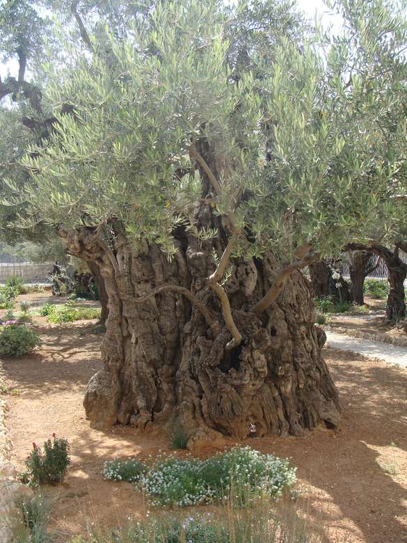 Olivos del Huerto de Getsemaní de Jerusalén rompecabezas en línea