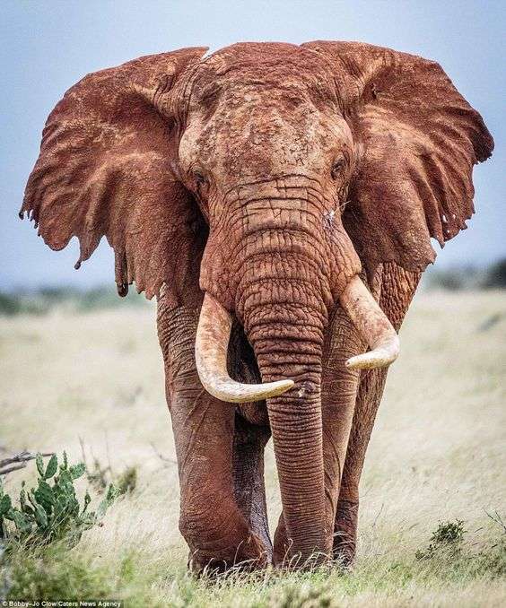 Rasande afrikansk elefant Pussel online
