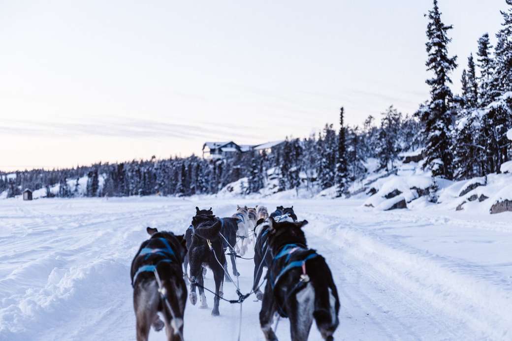 глутница вълци, които карат на снежна земя онлайн пъзел
