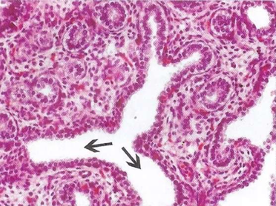 epithelial tissue jigsaw puzzle online