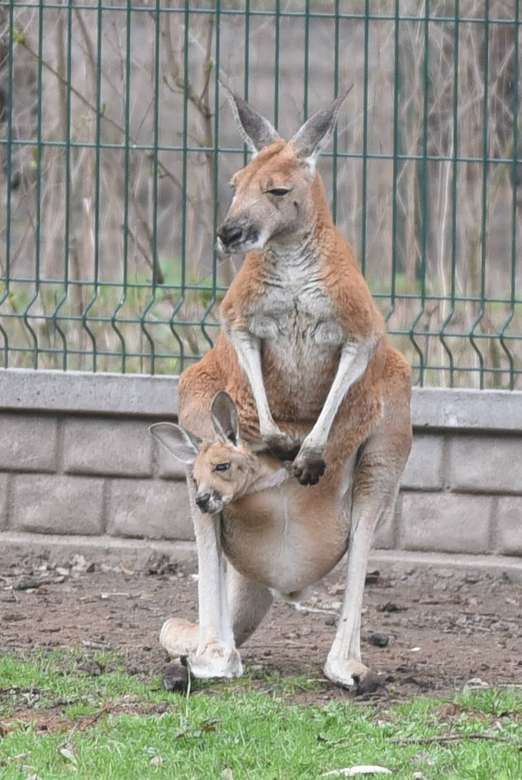 kangoeroe.... legpuzzel online