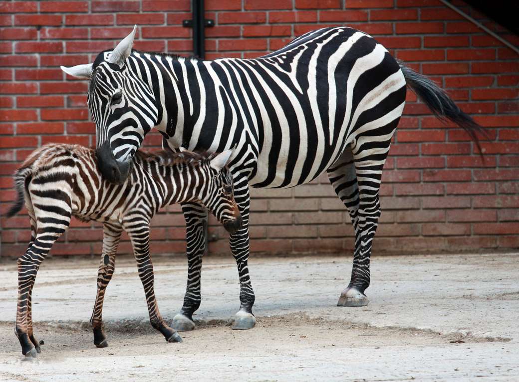 Zebra .............. Puzzlespiel online