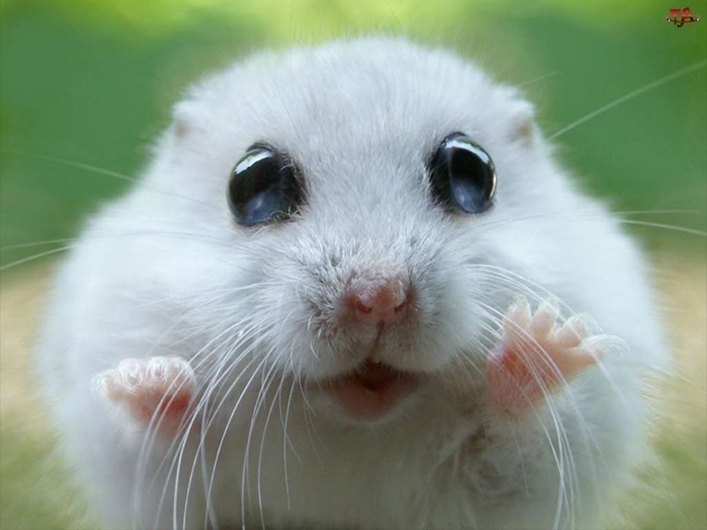 Hamster Pussel online