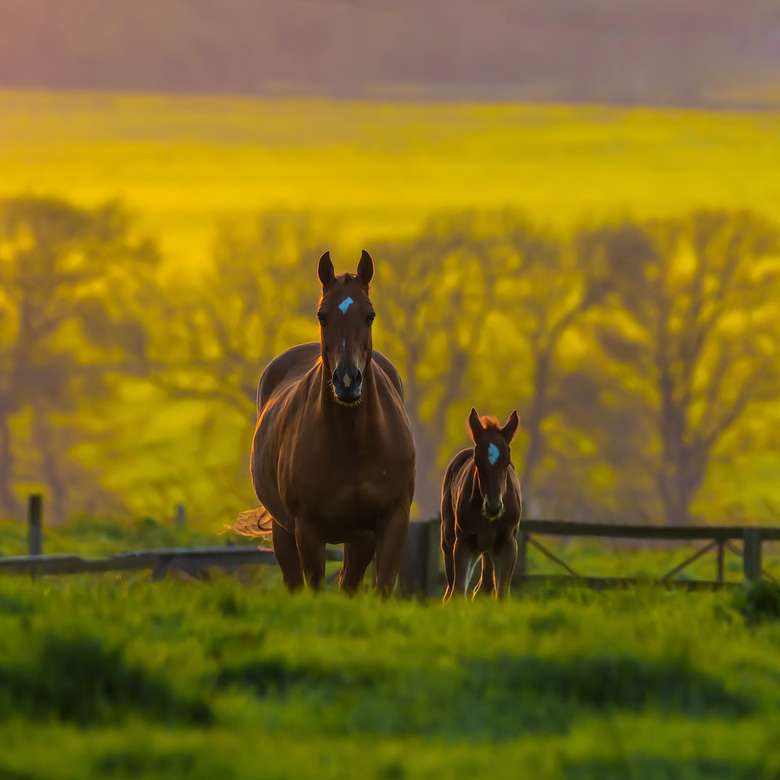 2 bruine paarden die overdag op geel bloemgebied lopen legpuzzel online
