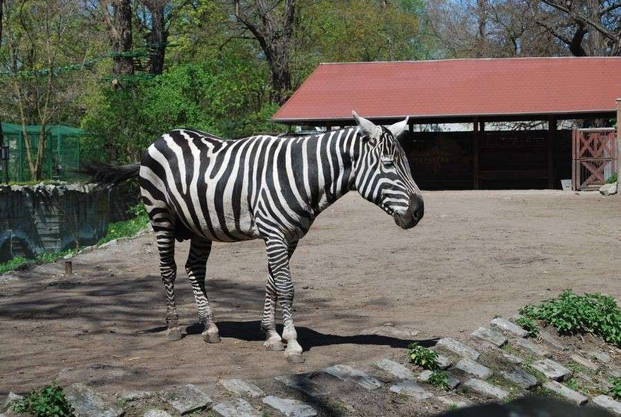 zebra.... pussel på nätet