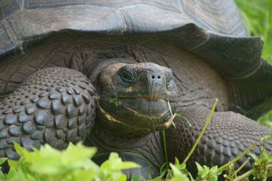 sköldpadda..... pussel på nätet
