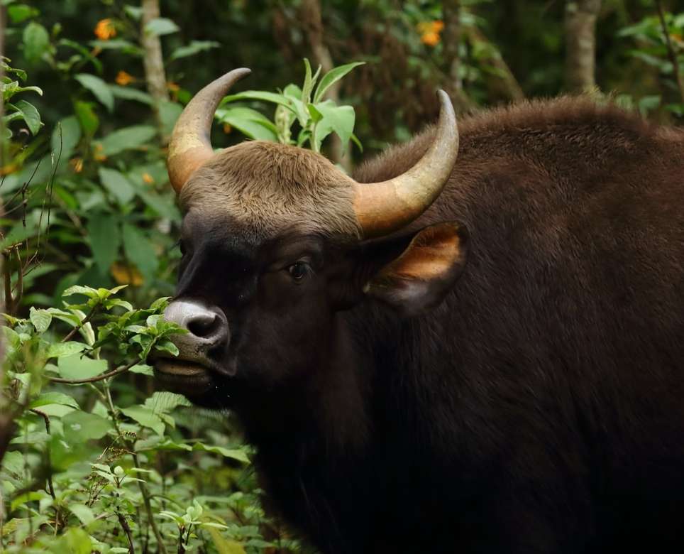 Паша на бизони - Гаур (индийски бизон) онлайн пъзел