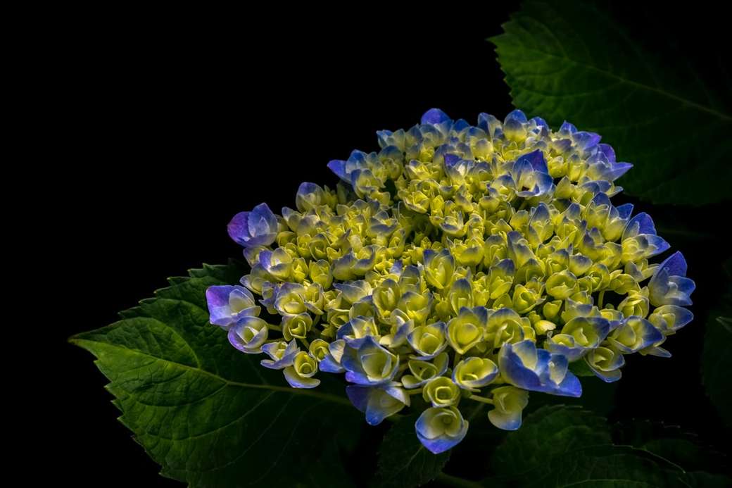 Fleur d'hortensia pourpre puzzle en ligne