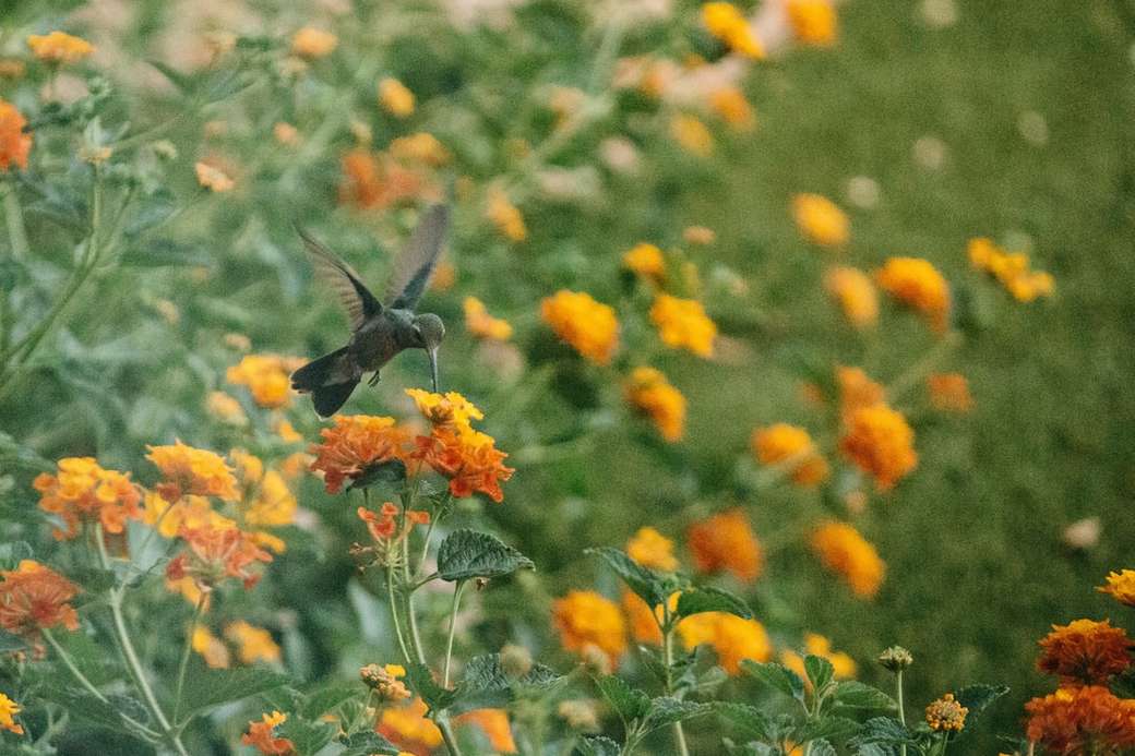 Alimentazione colibrì maschio. puzzle online