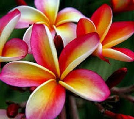 Τα πιο όμορφα λουλούδια. παζλ online