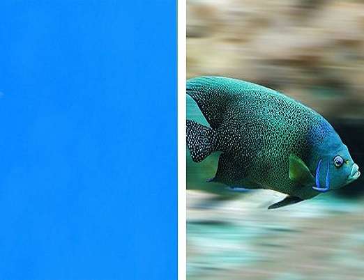b este pentru peștele albastru jigsaw puzzle online