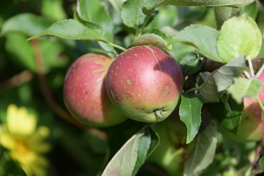 röd äppelfrukt på gröna blad Pussel online