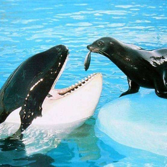 orca assassina e foca puzzle online