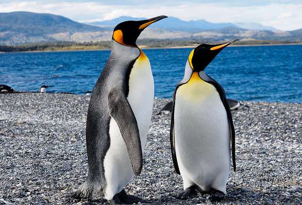 pinguïns online puzzel