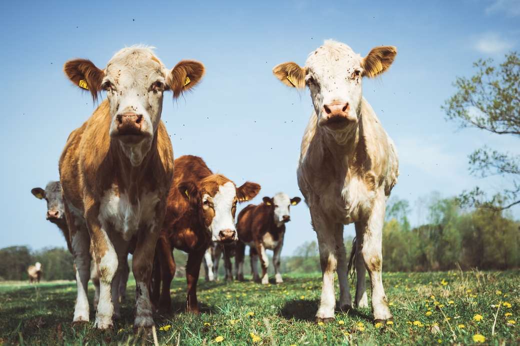 бяло и кафяво говедо в зелено поле под синьо и бяло небе онлайн пъзел