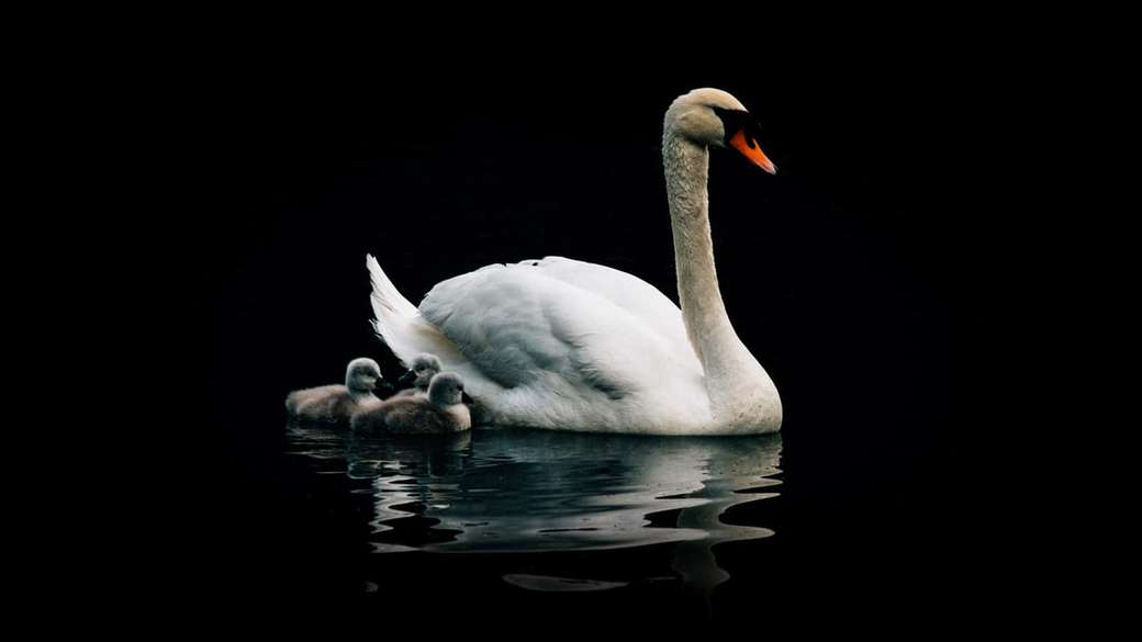 swan on water jigsaw puzzle online