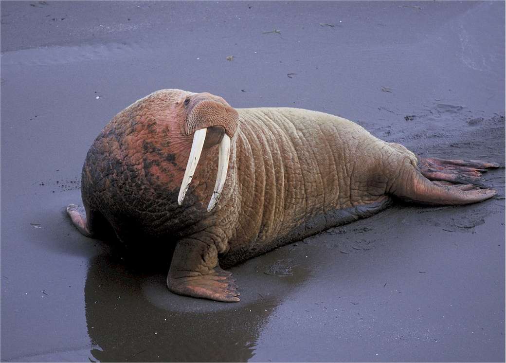 walrus op de paal legpuzzel online