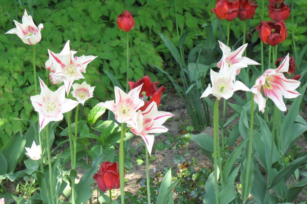 letto di primavera tulipano puzzle online