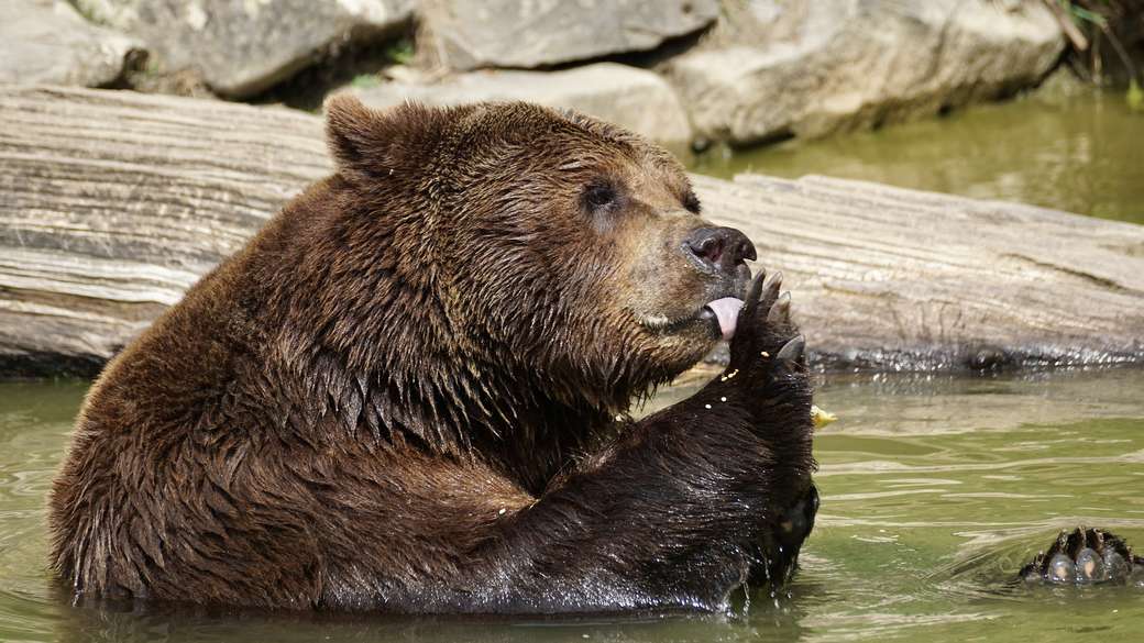 Медвежонок пазл онлайн