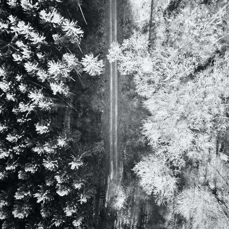 foto en escala de grises de árboles y plantas rompecabezas en línea