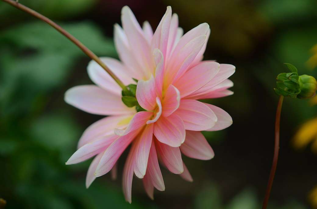 Gyönyörű virág online puzzle